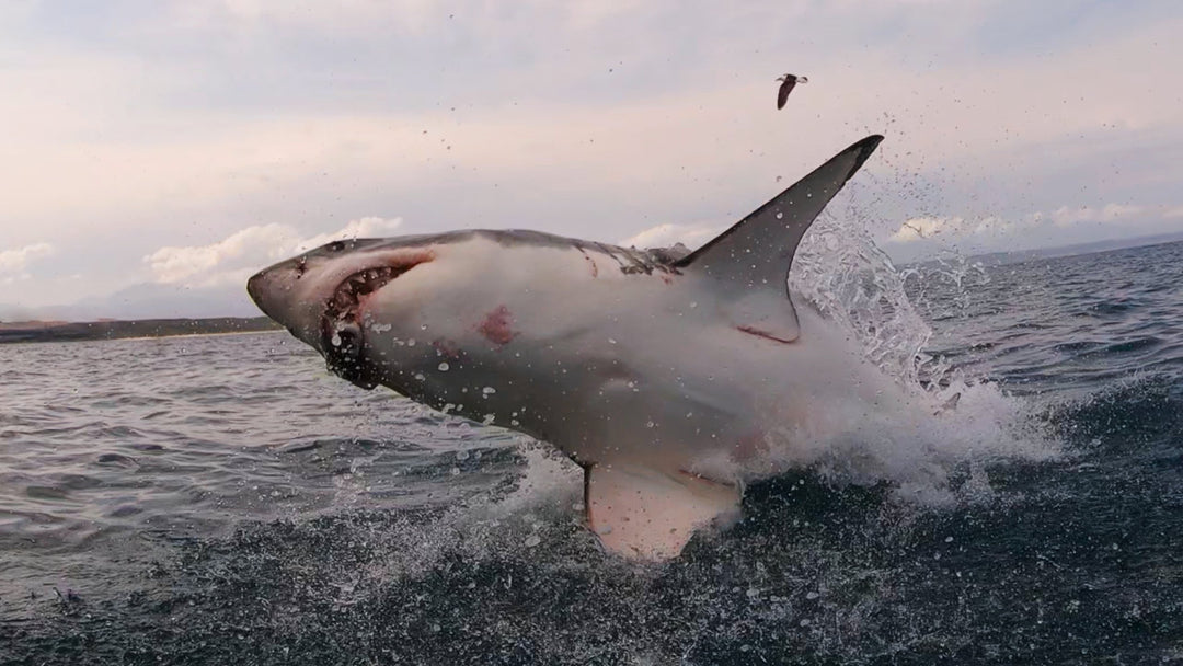 Where Do Great White Sharks Live? "WHITE SHARK OCEAN"