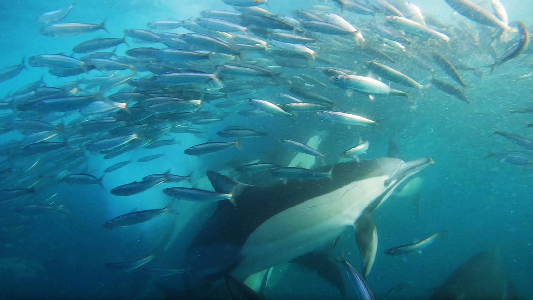 Where Are the Best Places to View the Sardine Run?