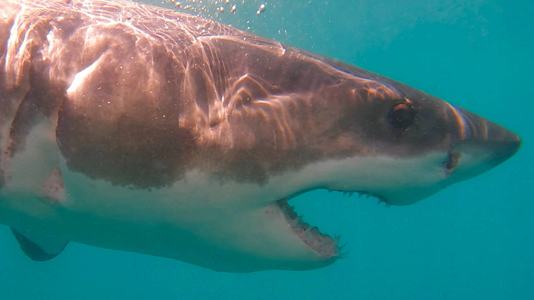 We Have Great White Sharks In Mossel Bay Again!! Update As Of 23 March 2023