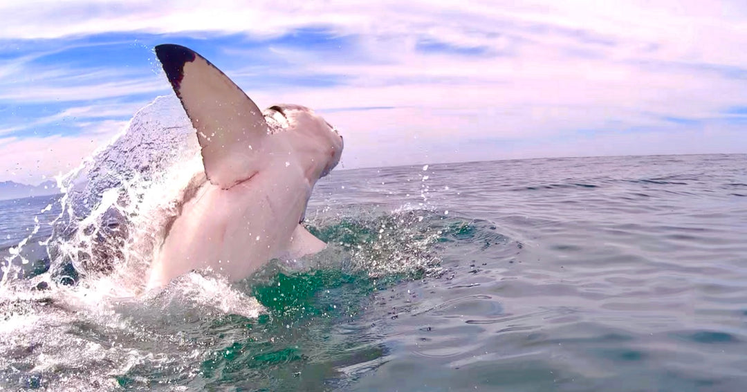 Jumping Like A Great White Shark | White Shark Ocean