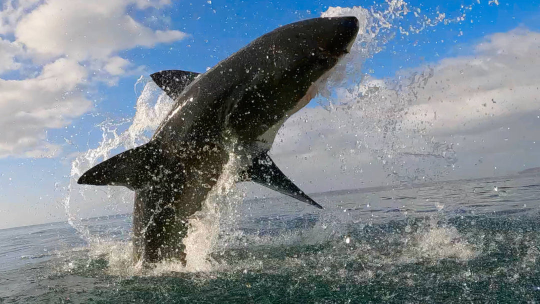 Why Do Great White Sharks Breach? / Great White Shark Breaching / White Shark Ocean / South Africa / Mossel Bay