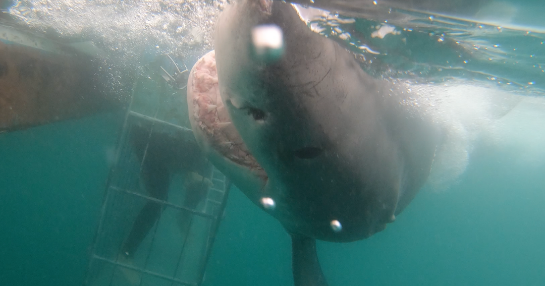 Great White Shark Makes Her Presence Felt | White Shark Ocean