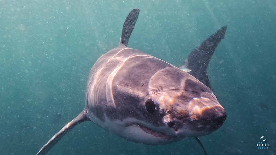 Great White Shark Update Mossel Bay 21/06/2024