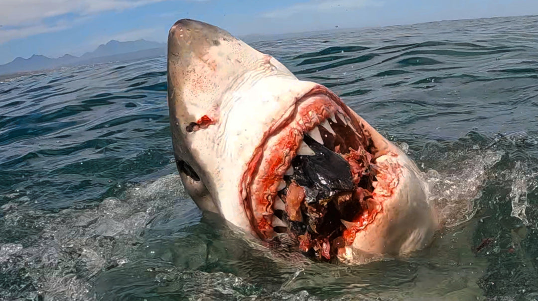 Mossel Bay Great White Shark Activity 16/11/2023