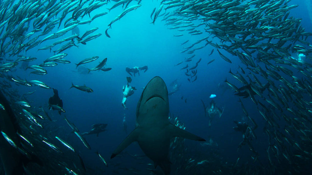The Sardine Run: The Greatest Shoal on Earth / White Shark Ocean