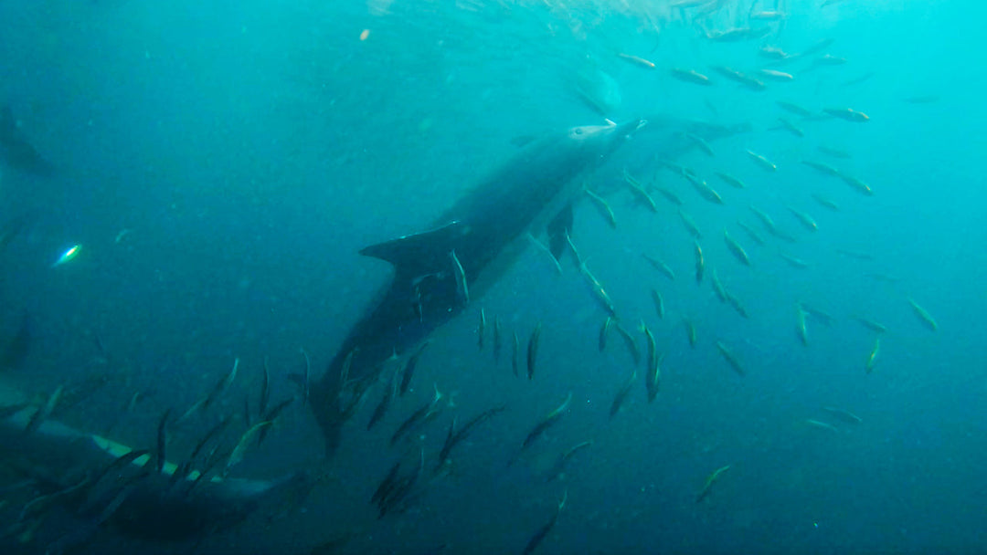 Sardine Run: Dolphins and Sharks Hunting a Bait Ball | White Shark Ocean