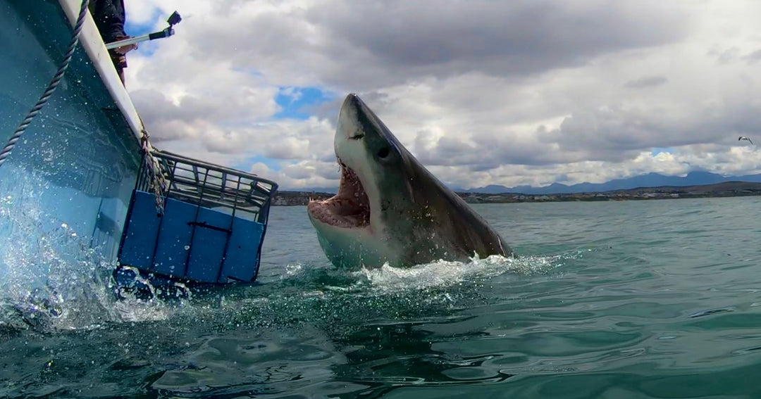 3.5m Great White Shark propels her body out of the water to try and surprise the bait handler.