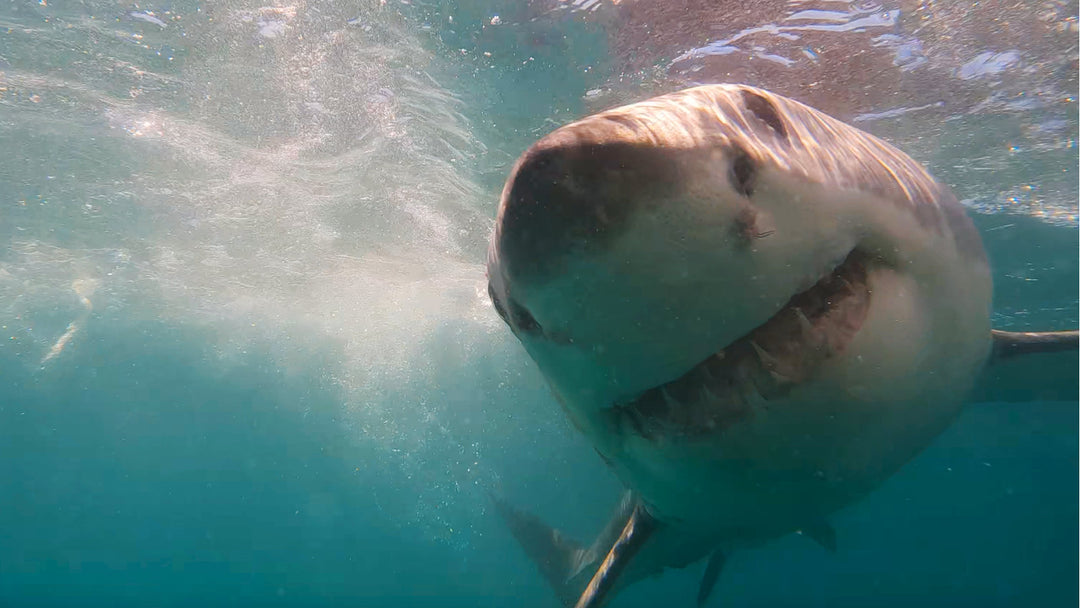 The Great White Sharks Are Back!! Mossel Bay Great White Shark Sightings 24/10/2023