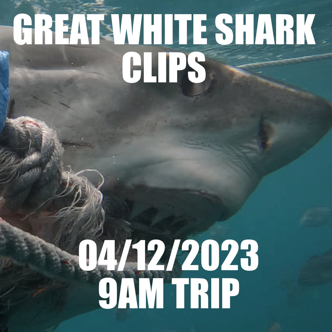 Great White Shark Clips 04/12/2023 9am Trip
