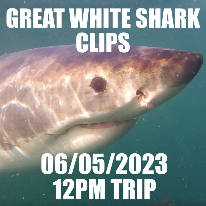 Great White Shark Clips 06/05/2023 12pm Trip