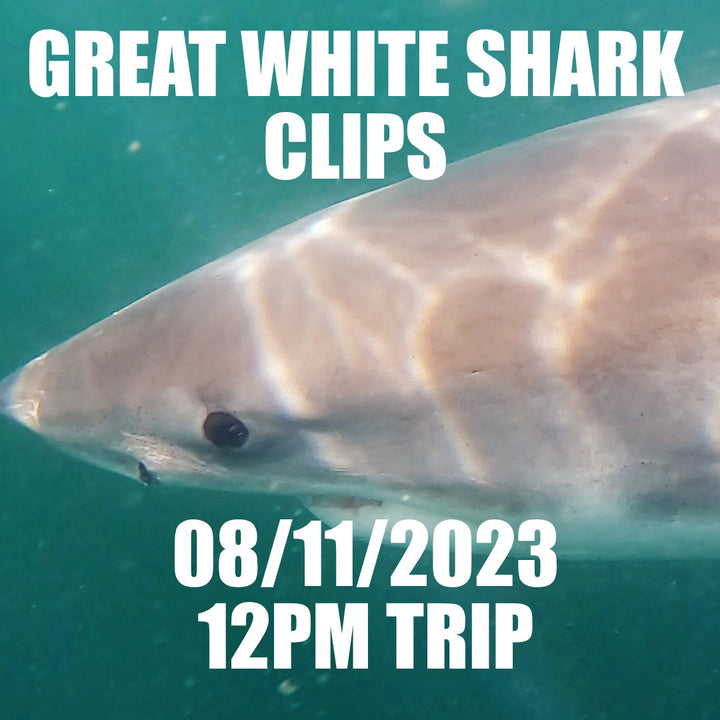 Great White Shark Clips 08/11/2023 12PM Trip