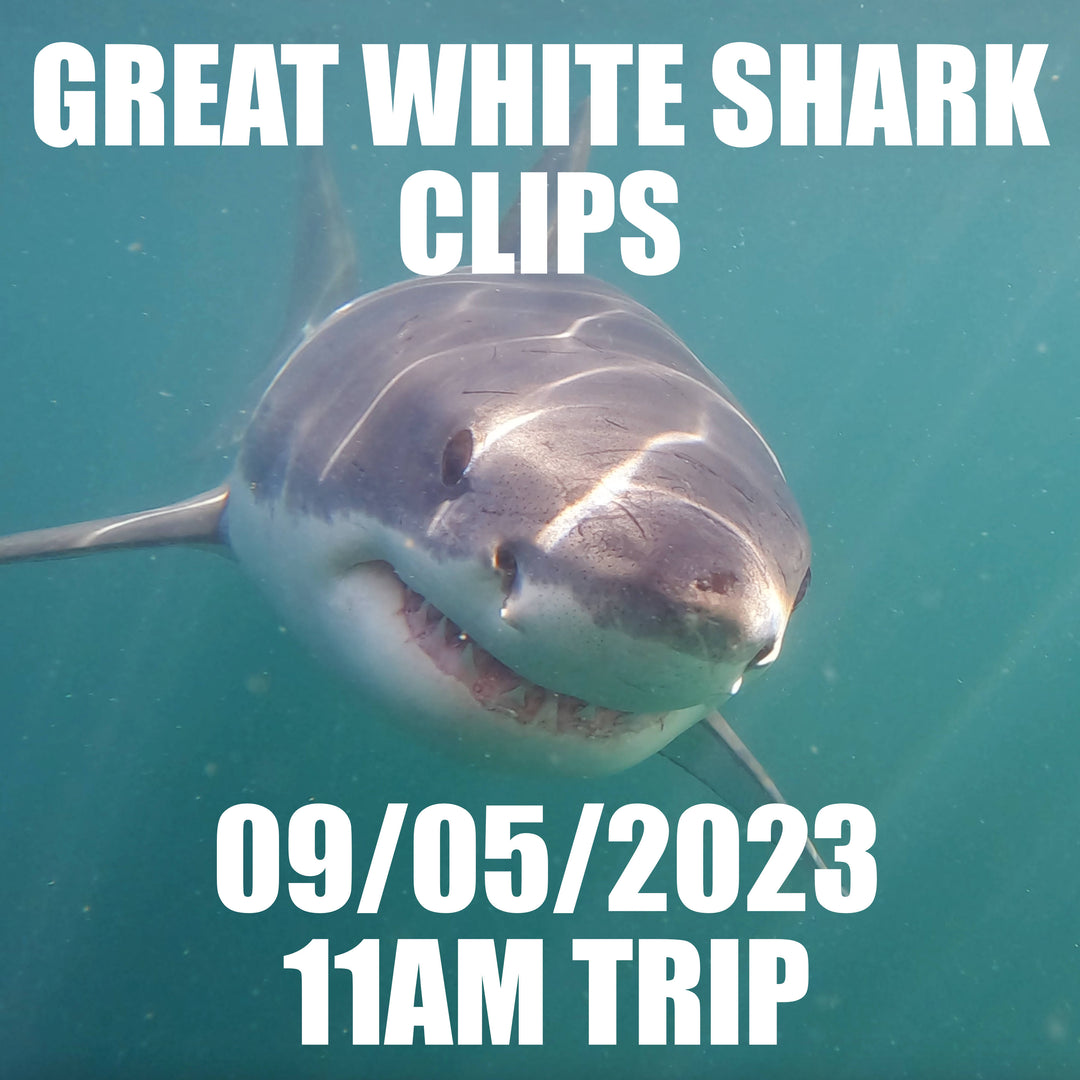 Great White Shark Clips 09/05/2023 8am Trip