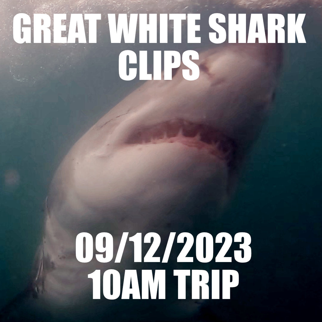 Great White Shark Clips 09/12/2023 10am Trip