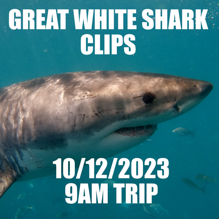 Great White Shark Clips 10/12/2023 9am Trip