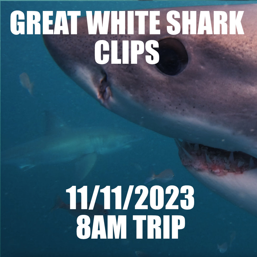 Great White Shark Clips 11/11/2023 8AM Trip