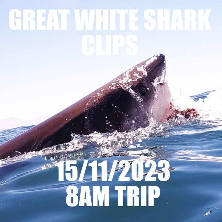 Great White Shark Clips 15/11/2023 8am Trip