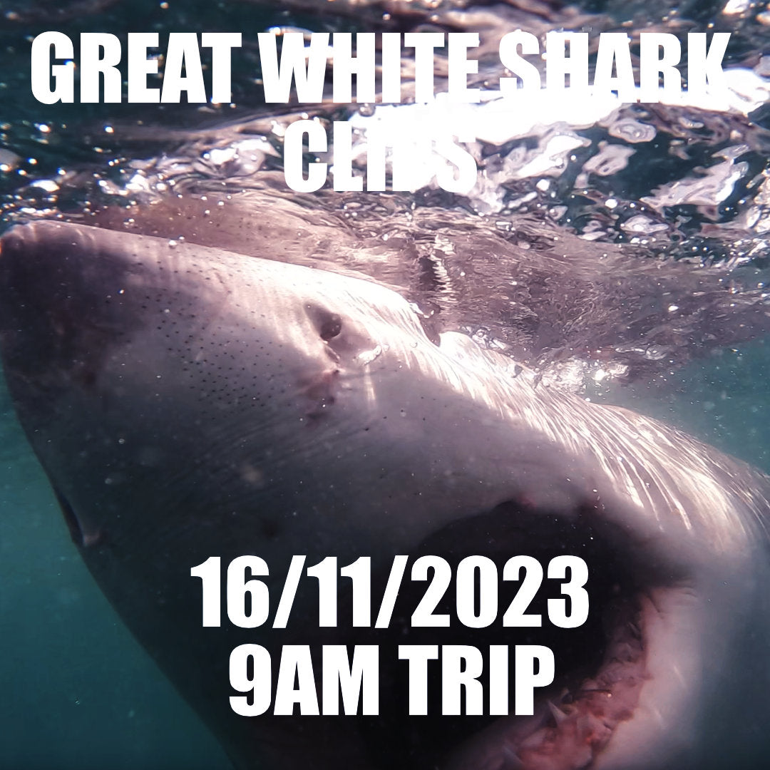 Great White Shark Clips 16/11/2023 9am Trip