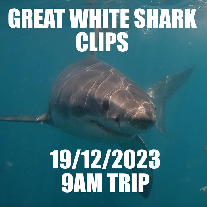 Great White Shark Clips 19/12/2023 9am Trip