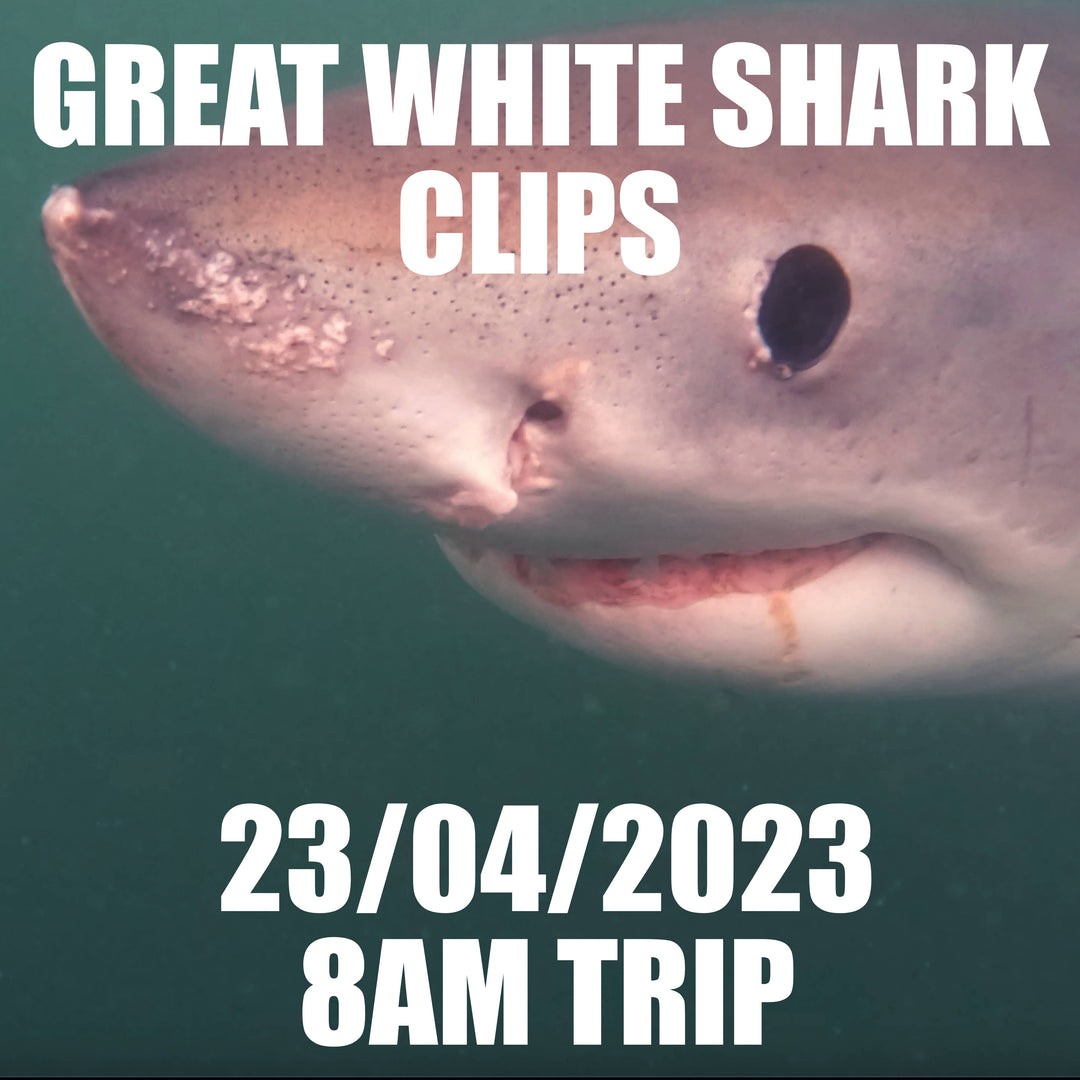 Great White Shark Clips 23/04/2023 8am Trip
