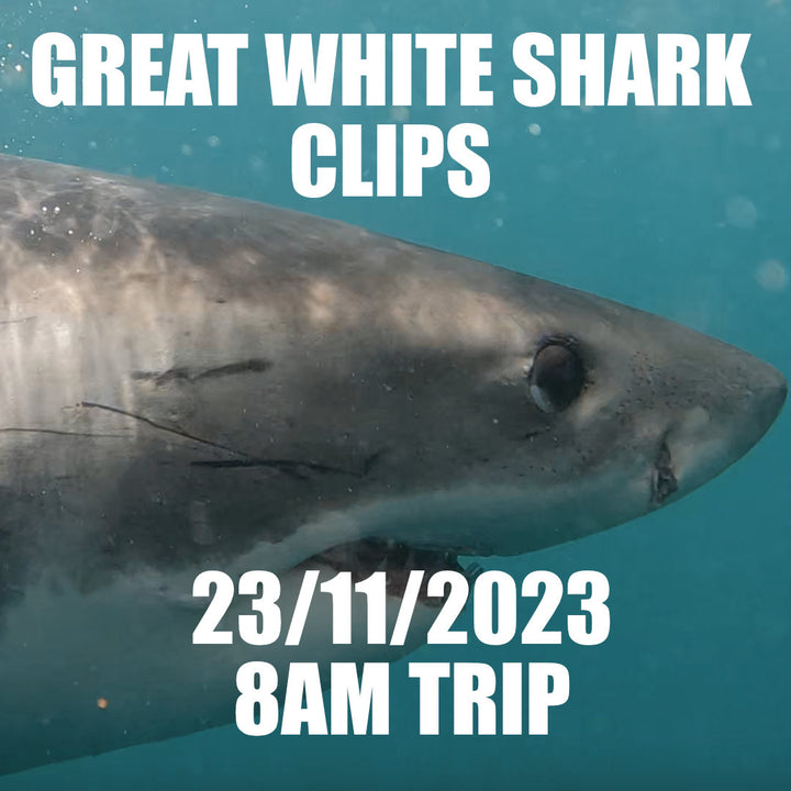 Great White Shark Clips 23/11/2023 8am Trip