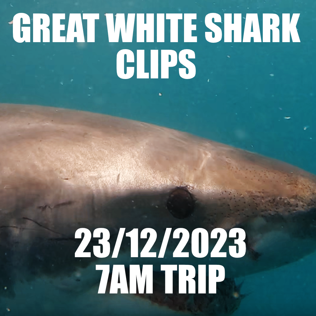 Great White Shark Clips 23/12/2023 7am Trip