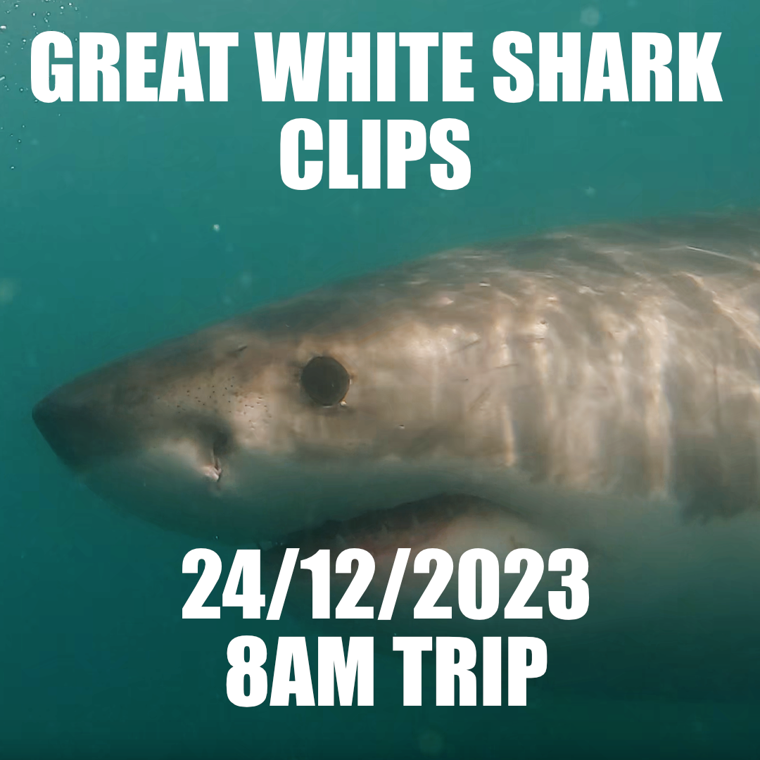 Great White Shark Clips 24/12/2023 8am Trip