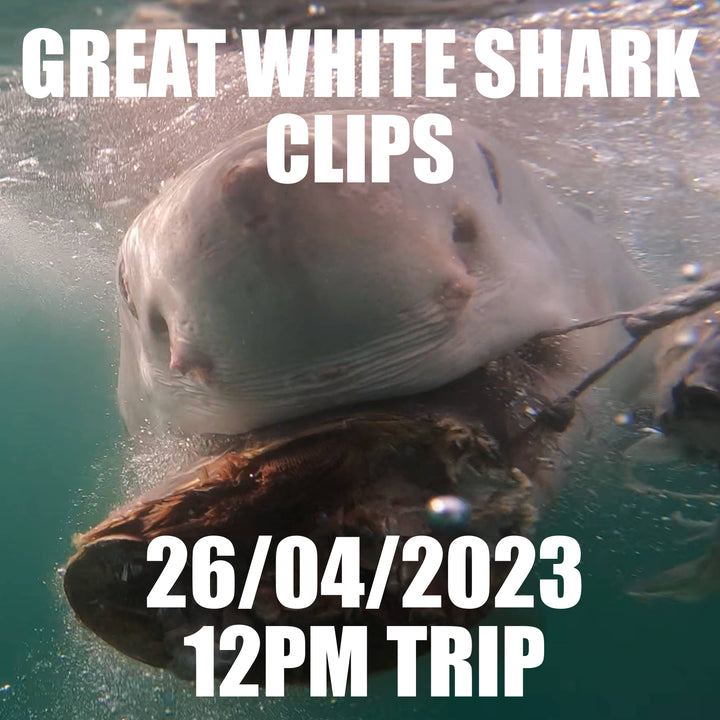 Great White Shark Clips 26/04/2023 12pm Trip