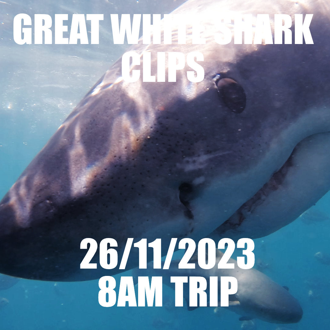 Great White Shark Clips 26/11/2023 8am Trip