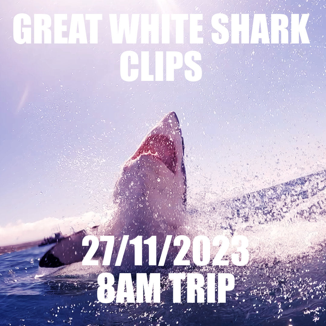 Great White Shark Clips 27/11/2023 8am Trip