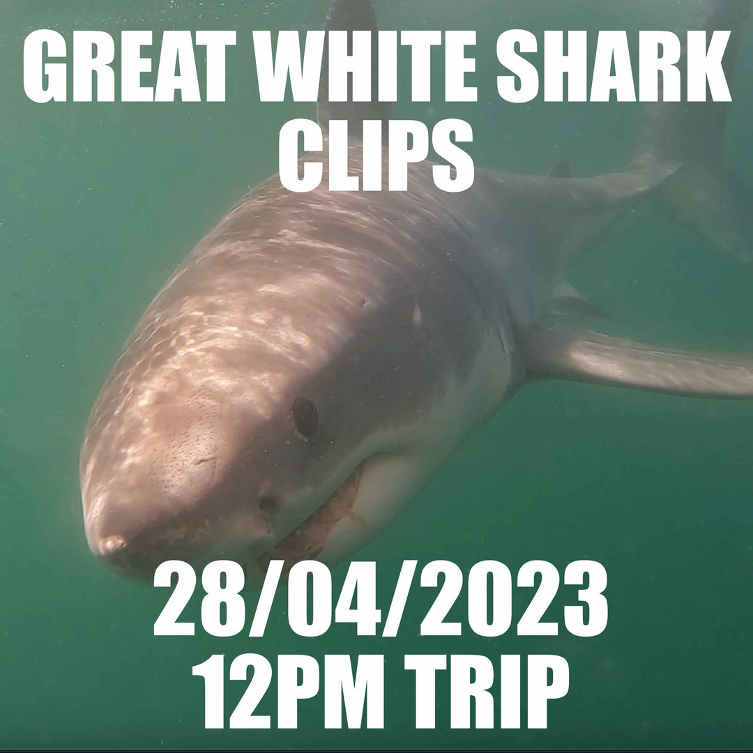Great White Shark Clips 28/04/2023 12pm Trip