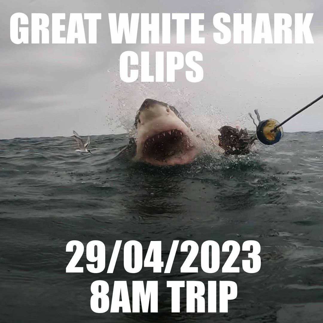 Great White Shark Clips 29/04/2023 8am Trip