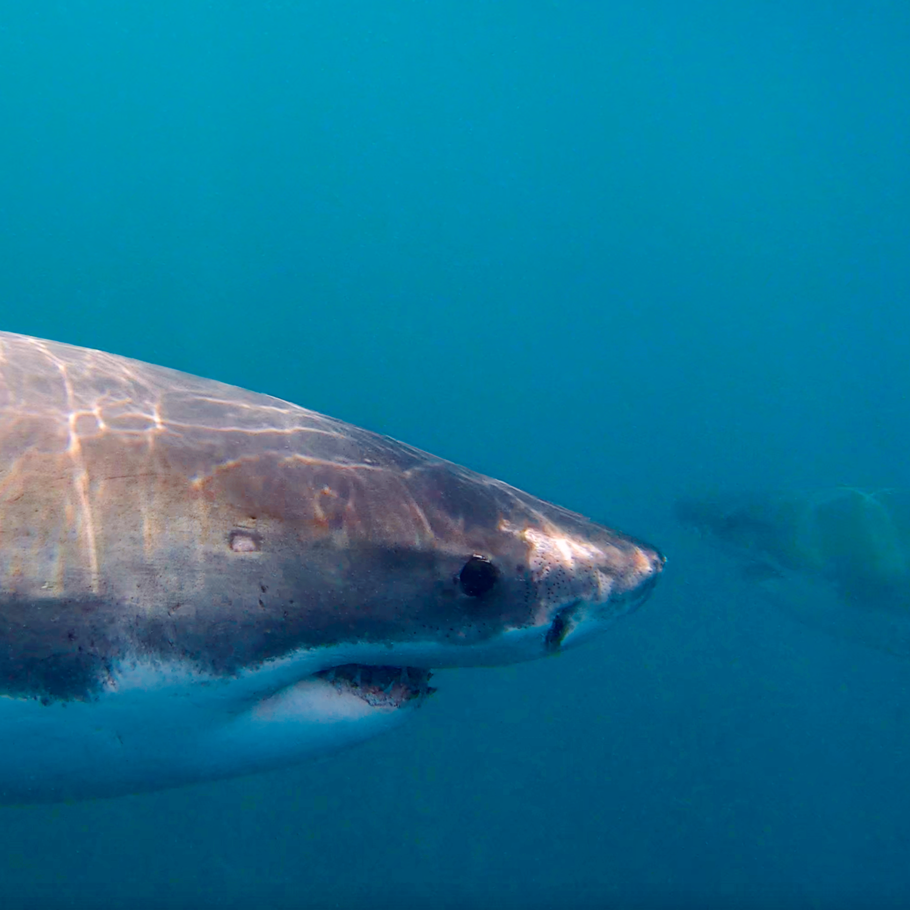 2 Great White Sharks "white shark ocean"