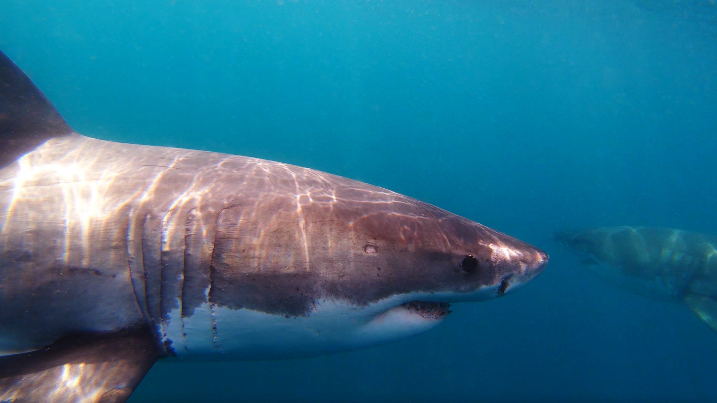 Great White Sharks "white shark ocean"