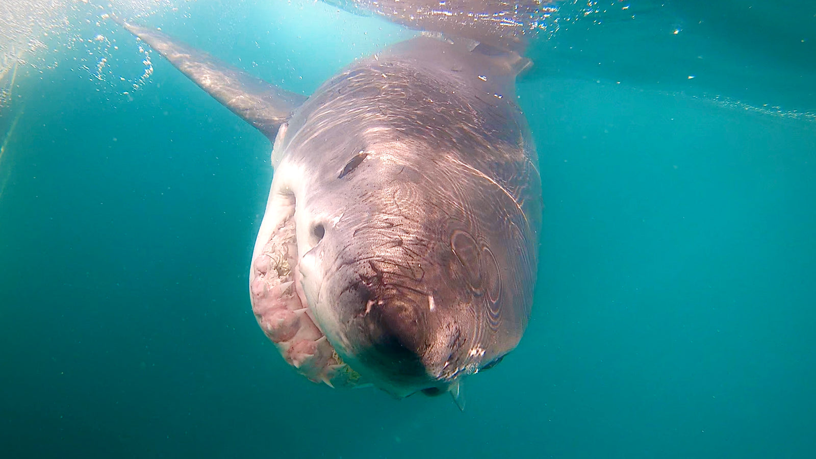 Great White Shark Close Up "White Shark Ocean"