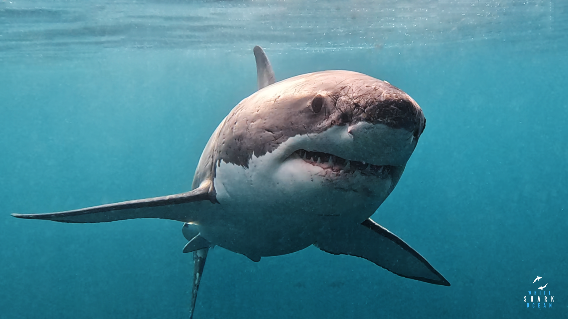 New Zealand great white shark swimming in blue ocean water, marine wildlife photography

