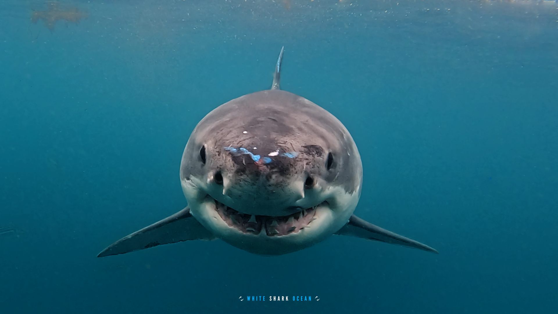 Big great white shark swimming in crystal clear sea, ocean predator underwater scene