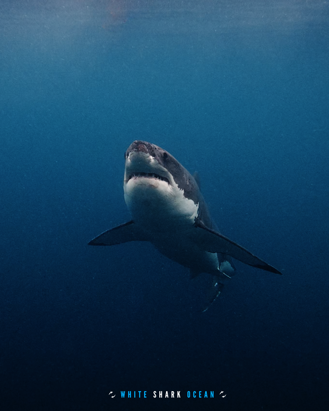 Great white shark rising from the deep ocean, dramatic underwater predator photography
