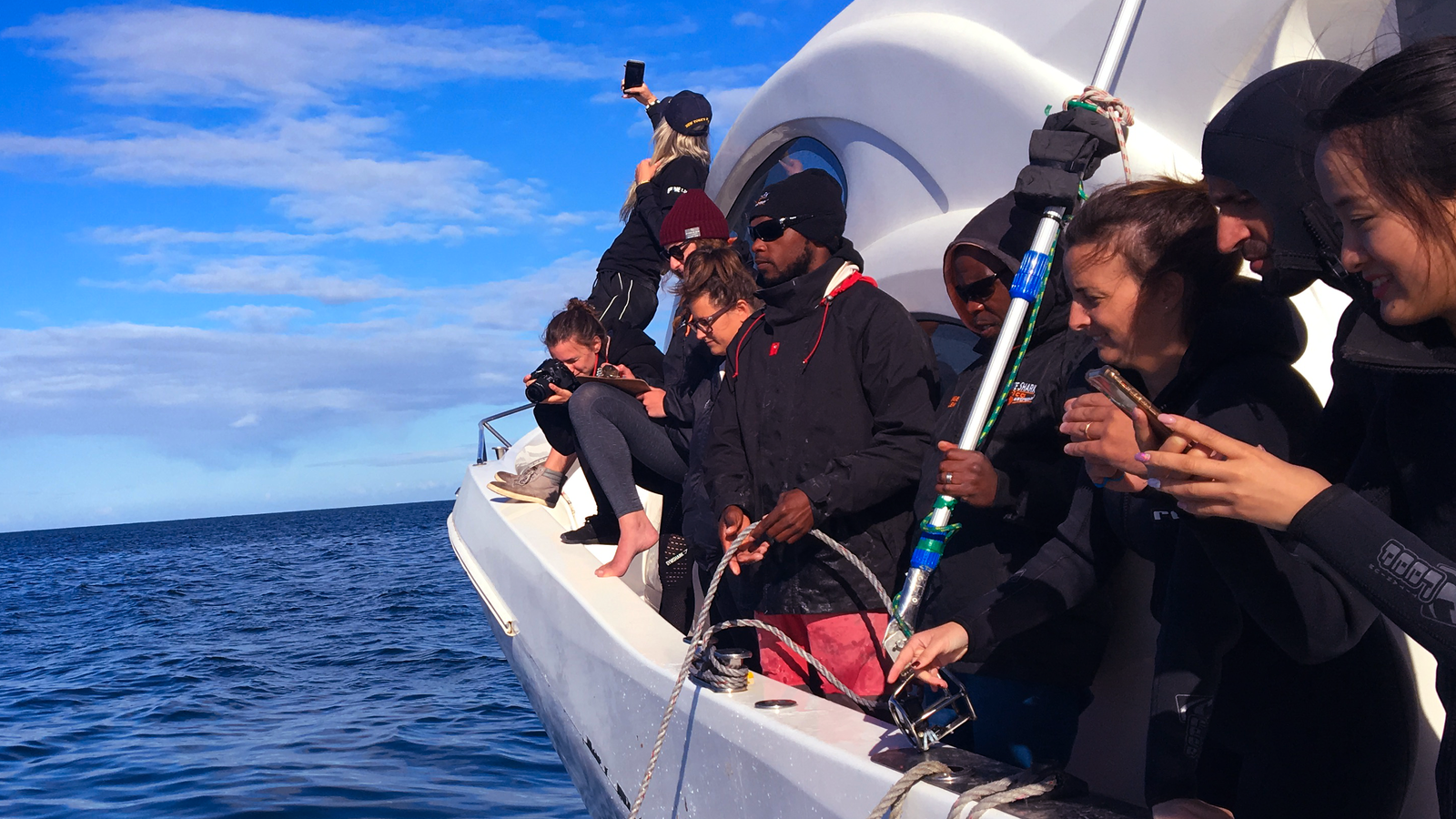 Great White Shark Program, Data Collection "white shark ocean"