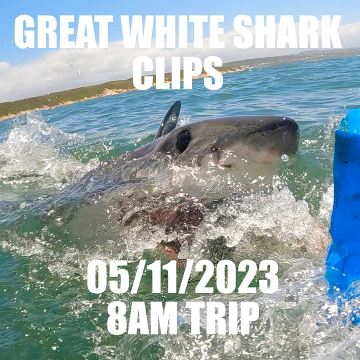 Great White Shark Clips 05/1/2023 8AM Trip