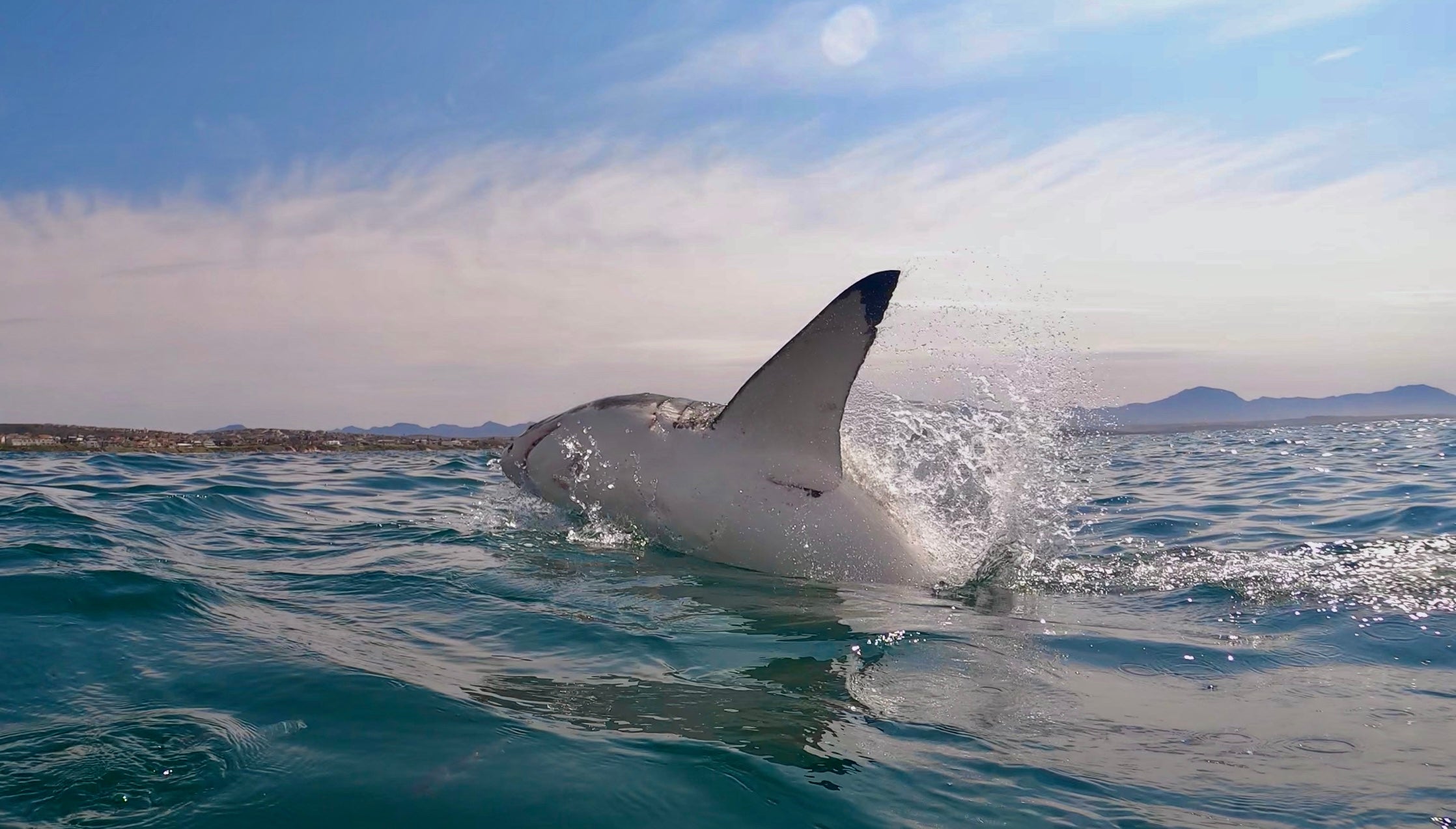 great white shark breach Mossel Bay