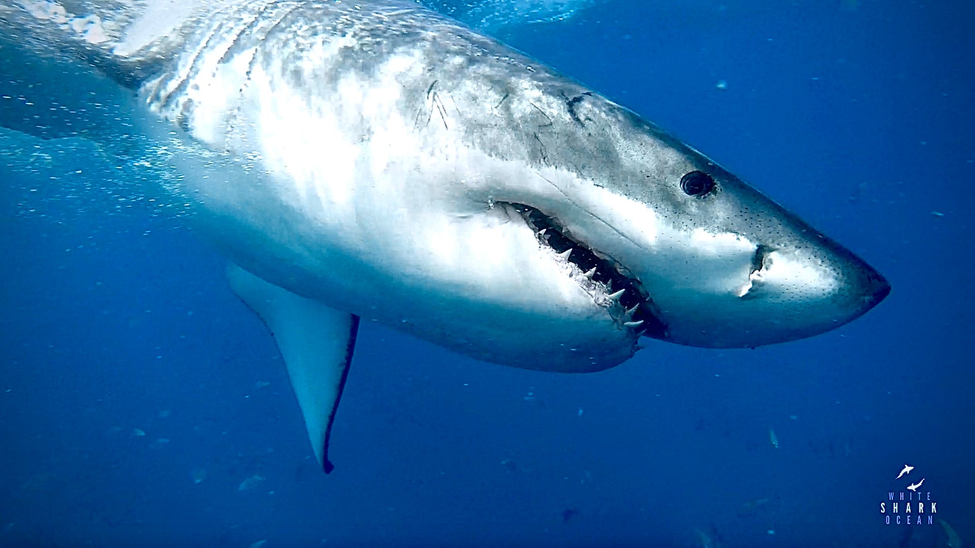 Great White Shark "White Shark Ocean"