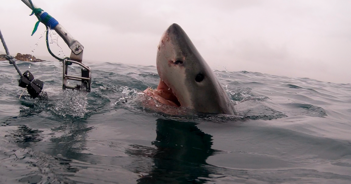 Dive With Great White Sharks, Seal Island Mossel Bay South Africa "White Shark Ocean"