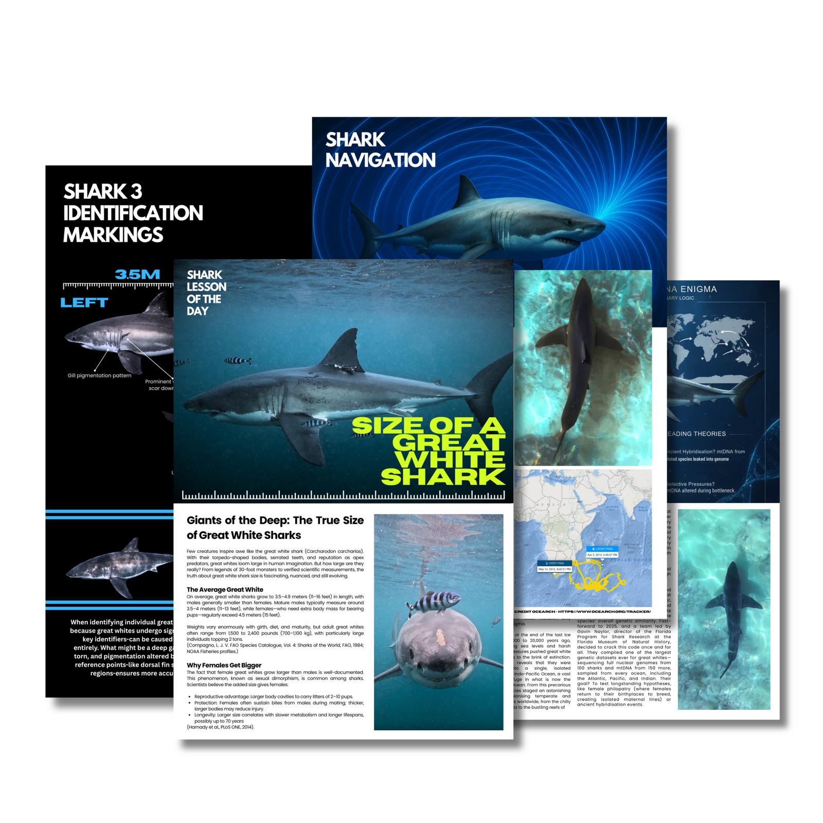 Educational materials about shark identification and navigation on a white background