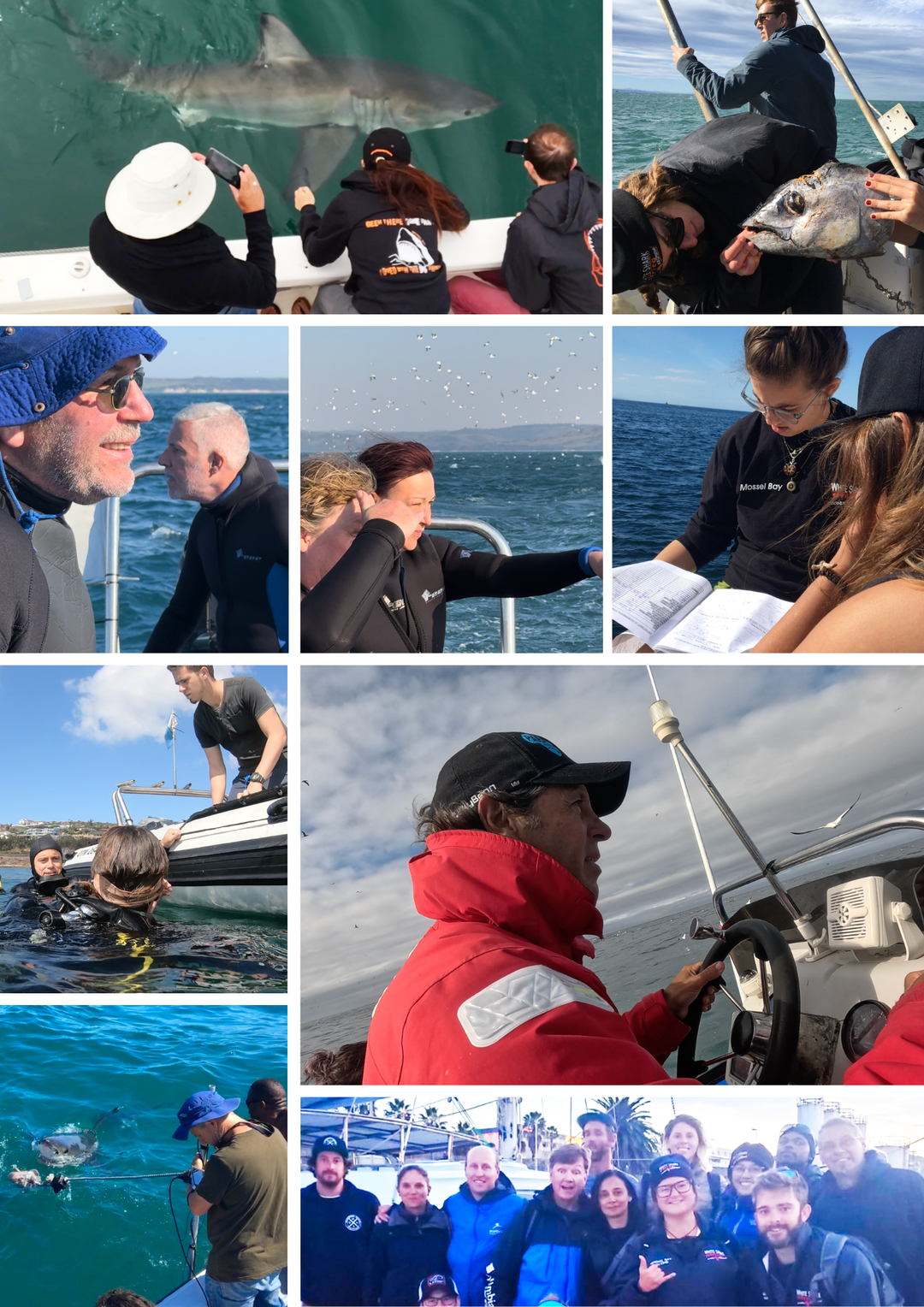 Collage of people on a boat, interacting with marine life and each other.