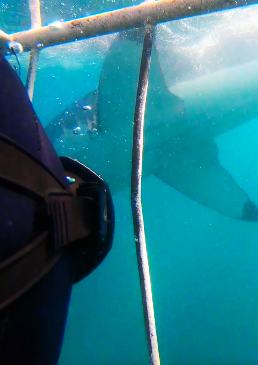 Great White Shark Program, cage diving "white shark ocean"
