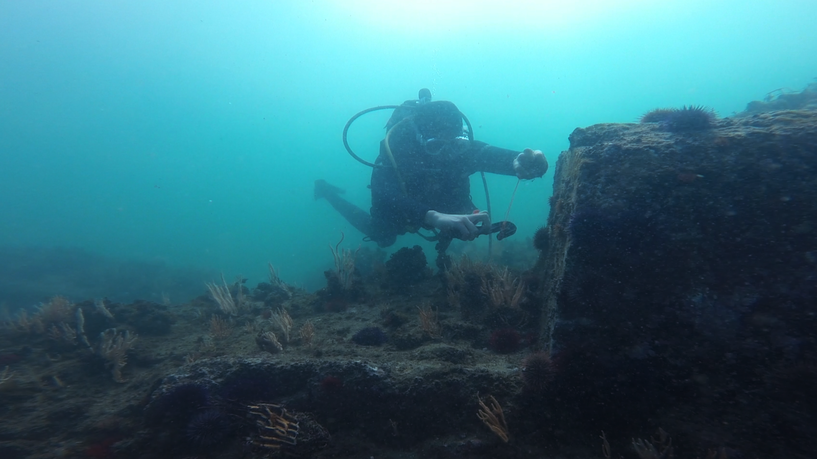 Great White Shark Program, Clean Up Scuba Dive "white shark ocean"