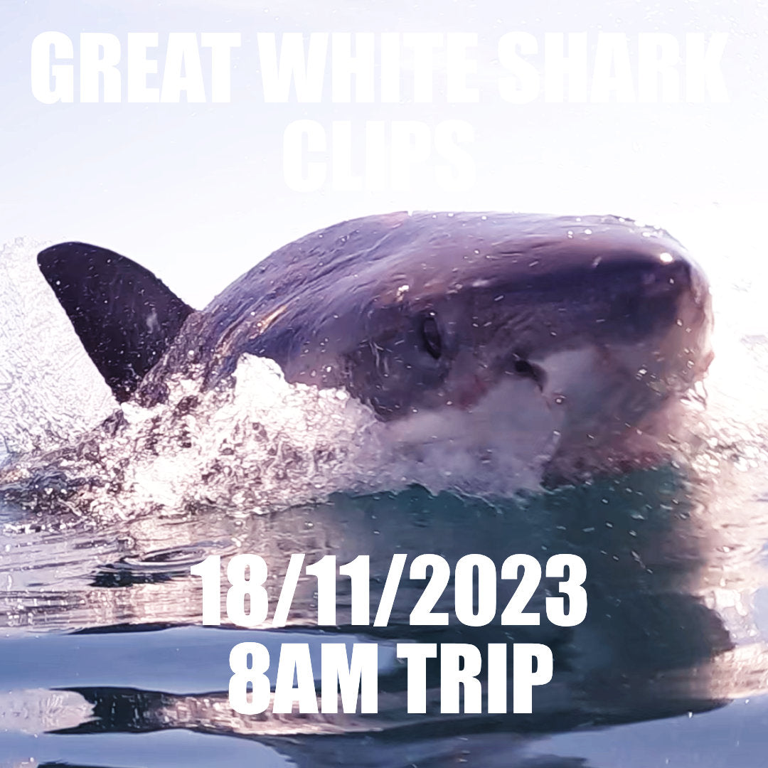 Great White Shark Clips 18/11/2023 8am Trip