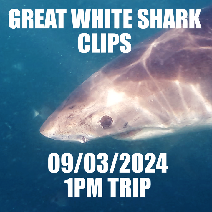 Great White Shark Clips 09/04/2024 1pm Trip