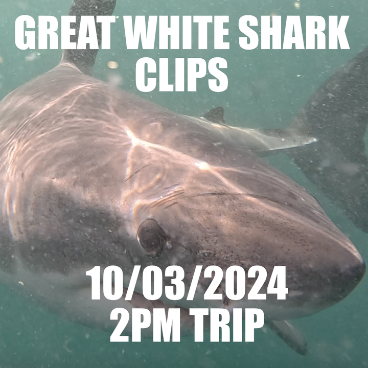 Great White Shark Clips 10/03/2024 2pm Trip