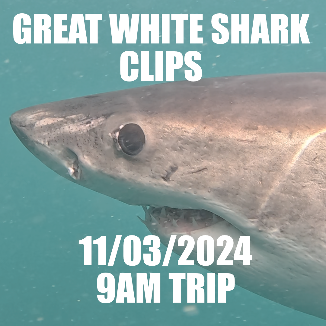 Great White Shark Clips 11/03/2024 9am Trip